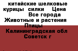 китайские шелковые курицы (силки) › Цена ­ 2 500 - Все города Животные и растения » Птицы   . Калининградская обл.,Советск г.